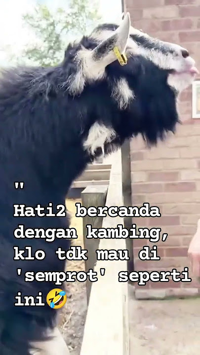 Hati2 bercanda dengan kambing, đŸ¤£#shorts