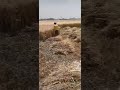 موسم حصاد القمح بمصر