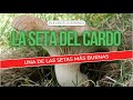 Pleurotus eryngii - Seta del cardo