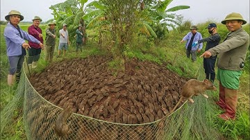 Sốc! Dùng Lưới Vây Bắt Gần 100 Con Chuột Vỡ Tổ Thật Kịch Tính