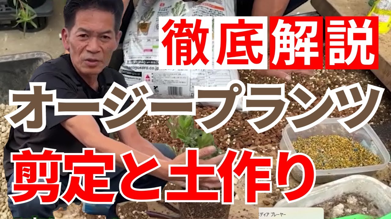 【切り抜き動画】徹底解説！オージープランツの剪定と土作り