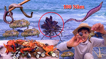 Bắt Hải Sản Sau Cơn Bão Số 13 | Nhiều Sinh Vật Lạ Và Gốc Cây Cổ Thụ Lâu Năm Trôi Dạt