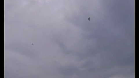 MS Composit Swift 2 combat