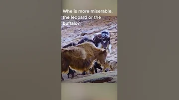 Africa Wild Animals And Wild Animals Things Malamala Safari Moments Animals2021 Wildanimals Lion 