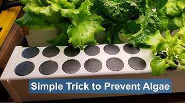 Simple Way to Prevent Algae in a Hydroponic Rail System