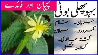 Bahophalipehchan Or Faedyhakeem A.s.basirwhatsapp03027972414