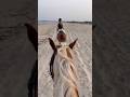 Riding horses in the beautiful Tunisia 🇹🇳 #tunisia #hammamat #sidibousaid #travel #beach #sunset