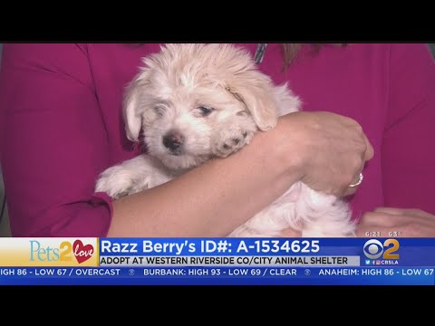 Pets2Love: Razz Berry