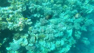 Тест под водой.Самсунг А7 2017.Красное море.Шарм-Эль-Шэйх.Январь 2018