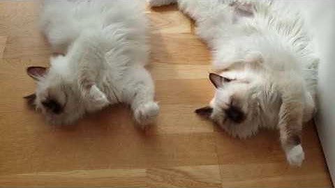 Birman kitten synchronised sleeping || Odin & Embla the Birman kittens