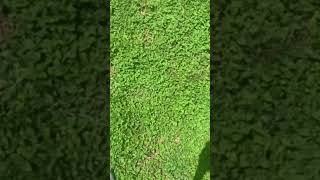 Famous SHOUTOUT TO GRASS Wealth