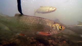 River Lea Small Weir Underwater Shoal of Dace Roach Chub Perch