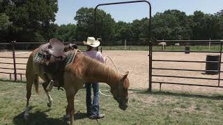 How To Stop Your Horse From Eating Gr And Dragging You Around