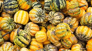 ロッシーニ6つの弦楽のためのソナタ楽譜 Amazon.co.jp: ロッシーニ:弦楽のためのソナタ: ミュージック