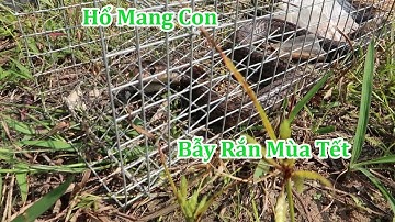 Võ Minh Phụng Tập 7 : Thăm Bẫy Rắn Mùa Tết | Miền Tây Sông Nước