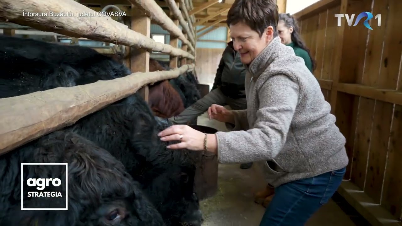 Domeniul Vaduri. Vacile Aberdeen Angus crescute la munte