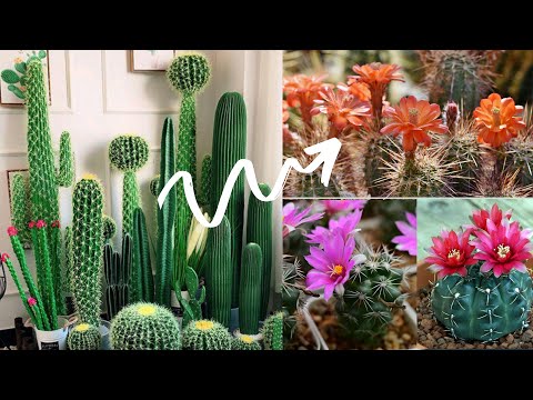 Video: Kaktus som blommar: vilken typ av skötsel kräver den?