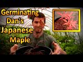 Germinating Dan's Japanese Maple Seeds | How to Plant and Grow Japanese Red Maple Seed