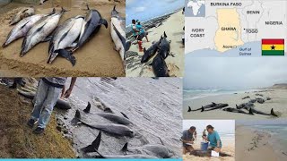 World News 8th April 21: At least 80 dolphins wash up dead on Ghana beaches; probe launched