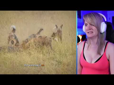 15 Wild Animals Afraid of African Wild Dogs. Part 2