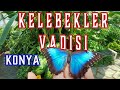 KAFAM KADAR KELEBEK HEM DE KONYA'DA !!!! | KELEBEKLER VADİSİ