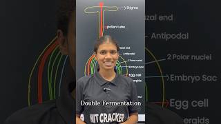 Double Fertilization | 2 Fusion in 1 Process 😱 #shorts