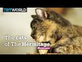 The Hermitage Cats | Culture | Showcase