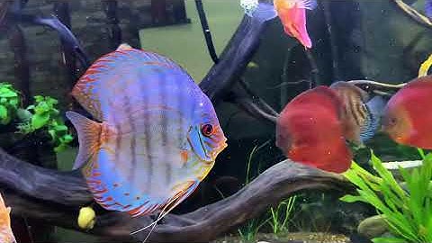 Cá dĩa Xanh. Cobalt