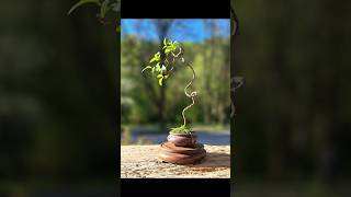 Bunjin (Literati) style Prunus spinosa #bonsai #minibonsai