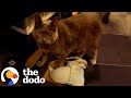 Most mischievous cats of all time  the dodo