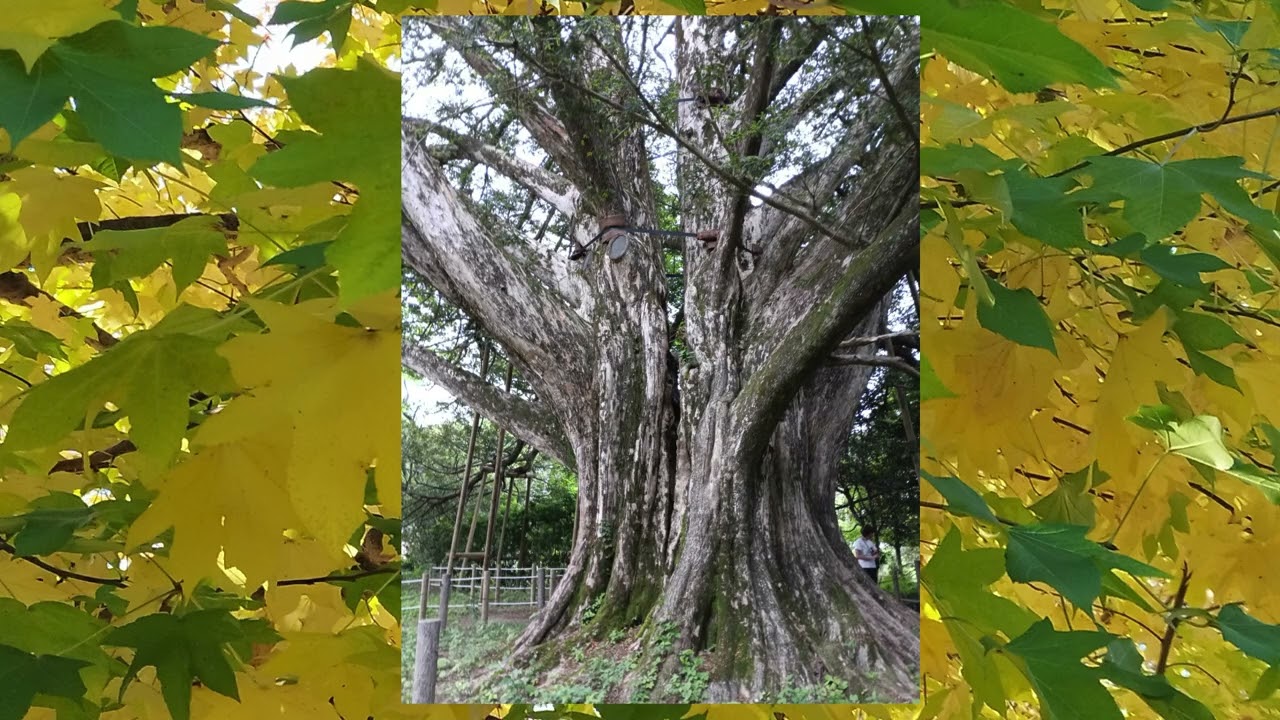 郷愁 Nostalgia  Music by Ryuuichi Sugimoto / Piano Solo 真木るり子　Ruriko Maki