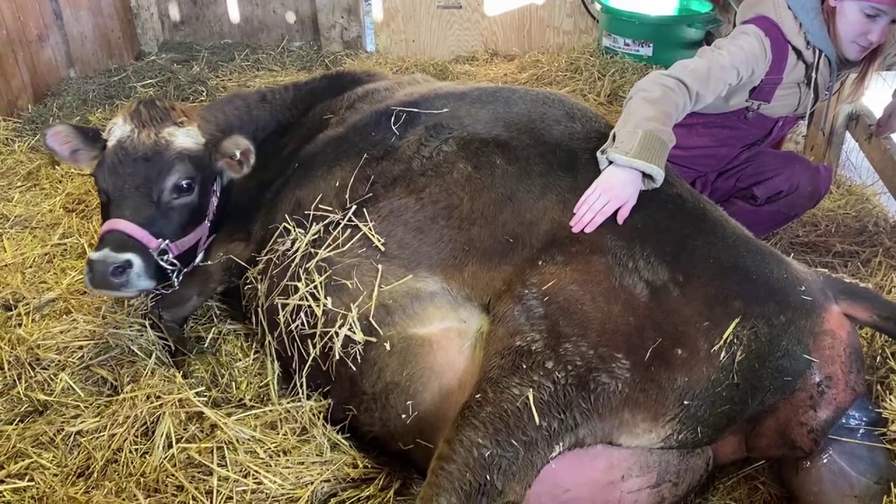 Джерсейская телка рожает