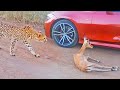 Cheetah chases impala into bmw