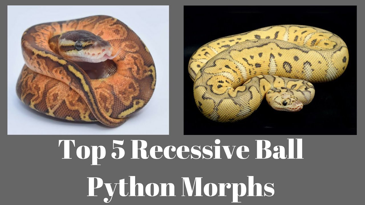 Ball Python Morph Chart