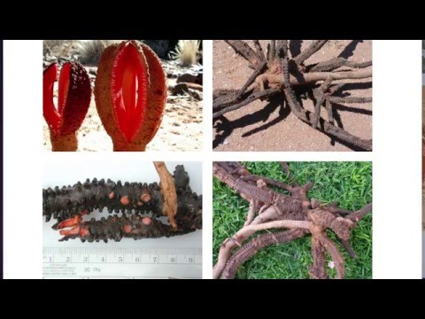 Video: Welcher Organismus ist ein Beispiel für einen Hemiparasiten?