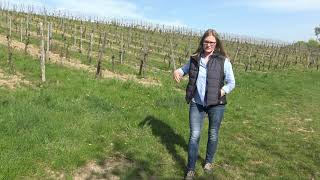 Weintaxi Wiesbaden - Weingut Irene Söngen - Vorstellung