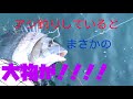 【魚釣り！海】長崎県平戸市の漁港でアジ釣りしていたら！とんでもない大物が！！！#とげとげ