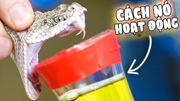 Nọc Rắn Hoạt Động Như Thế Nào ? 【HIE】