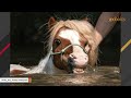 Rescue horse's smile will melt your heart