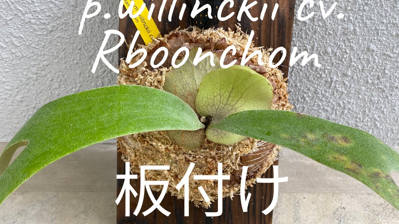 ビカクシダ ウィリンキーボンチョムの板付けの仕方。Platycerium