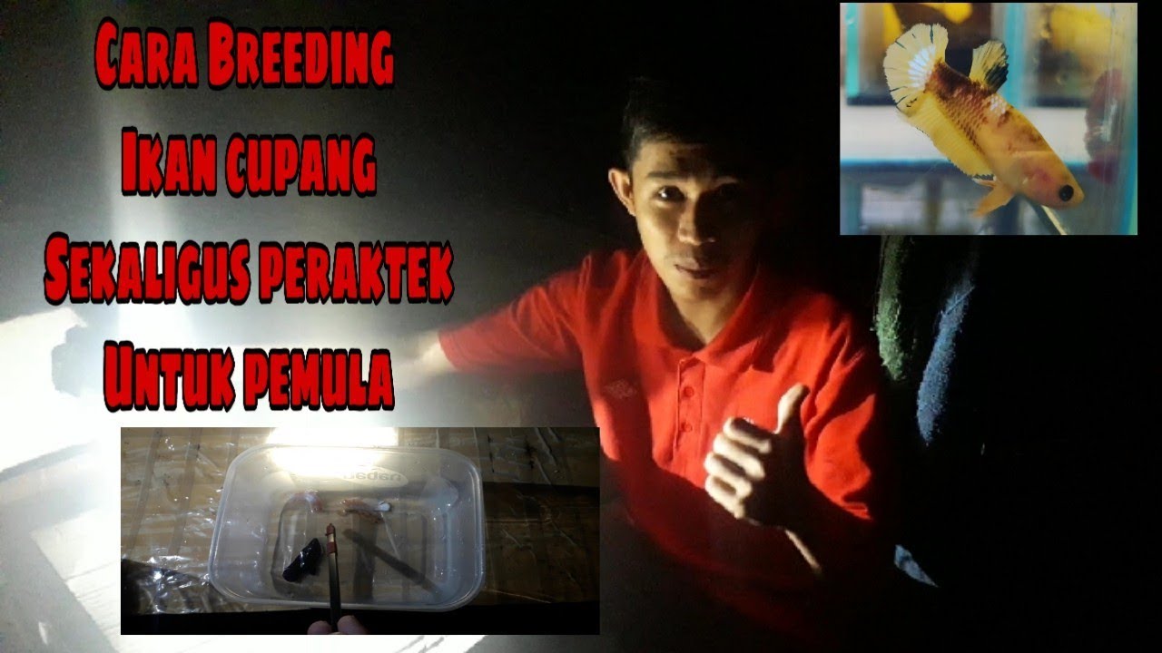CARA BREEDING IKAN CUPANG LANGSUNG PERAKTEK 