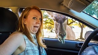 A TEXAS ANIMAL SAFARI! (Natural Bridges Wildlife Ranch)