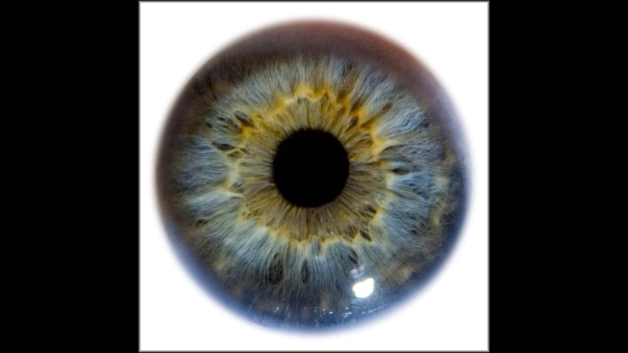 золотая радужка глаза. зрачок и радужка. зрачок. зрачок глаза. красивые радужки глаз.