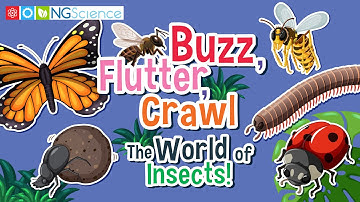 Buzz, Flutter, Crawl: The World of Insects!