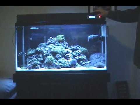 29 gallon aquarium stocking options