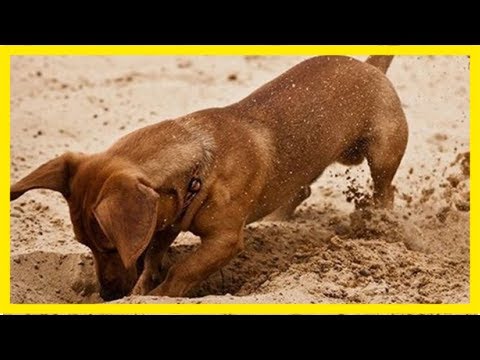 Βίντεο: Γιατί σκάβουν τρύπες