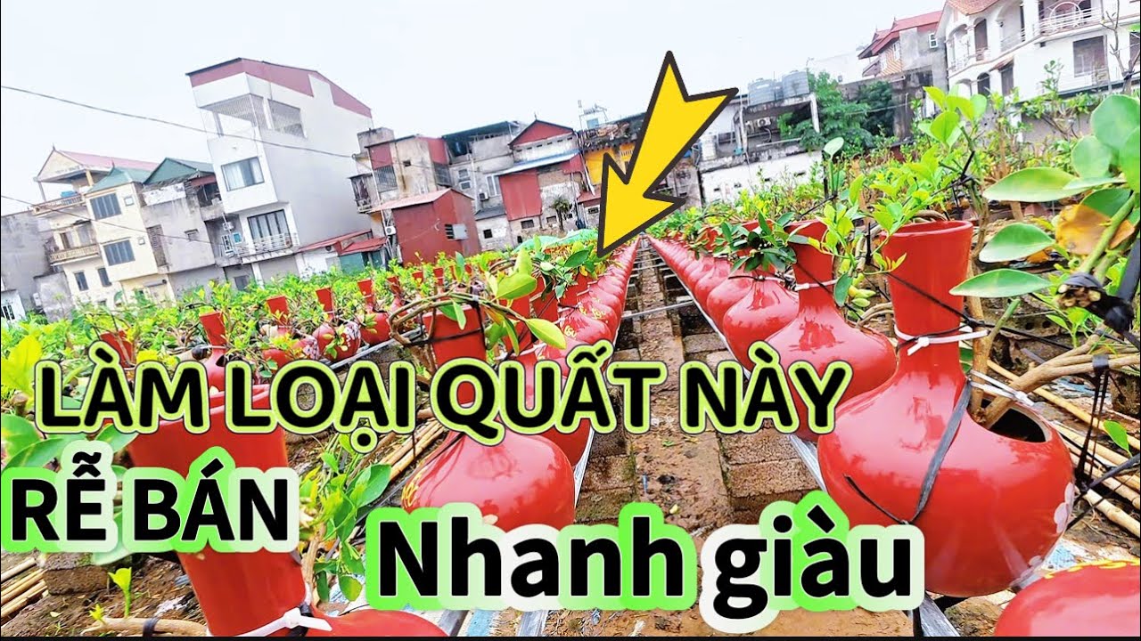 Chia sẻ cách làm quất cảnh - trên cánh đồng của người dân- loại quất bán chạy nhất 