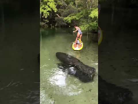 Weeki Wachee Spring