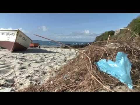 Fate and impact of microplastics in marine ecosystems