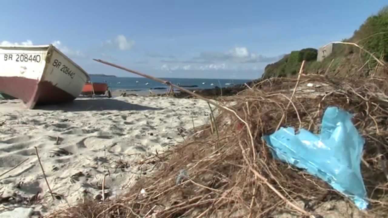 Fate and impact of microplastics in marine ecosystems - YouTube